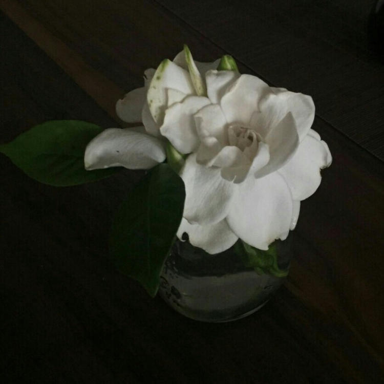 上田茂 - 动作大片蓝光在线观看 - 网页视频